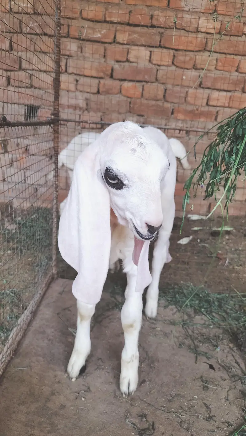 boht pyari bakri ha ur 2 male bachy han breader nasal k — photo 8
