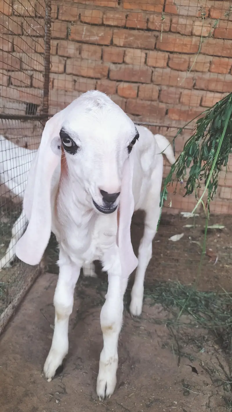 boht pyari bakri ha ur 2 male bachy han breader nasal k — photo 9