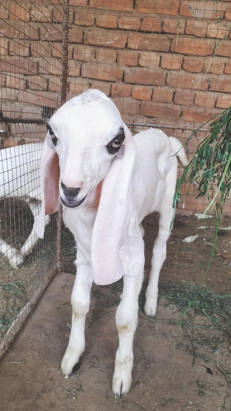 boht pyari bakri ha ur 2 male bachy han breader nasal k — photo 10