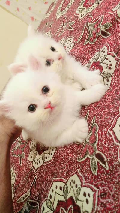 Persian Cats white baby for Sale male female jodi Sialkot City lari ad