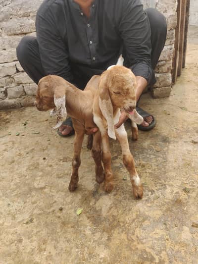 bakri with 2 baby