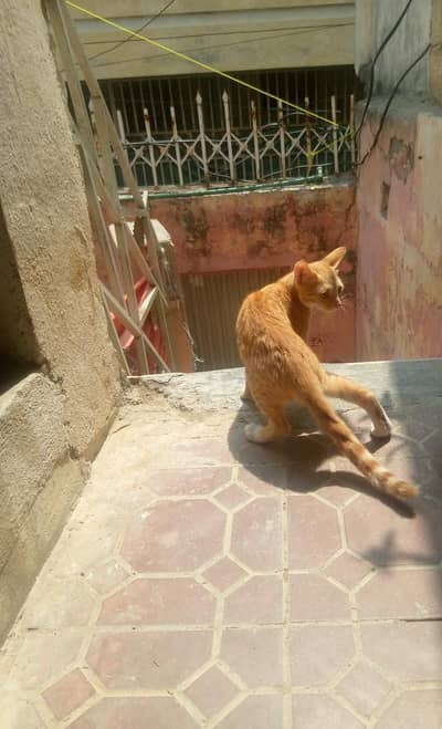 two cats