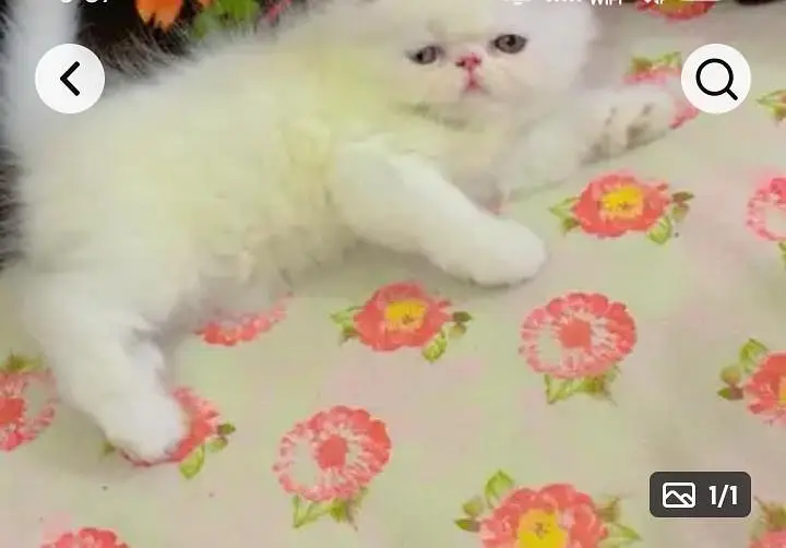 FLUFFY KITTENS AVAILABLE. 0315/3352768