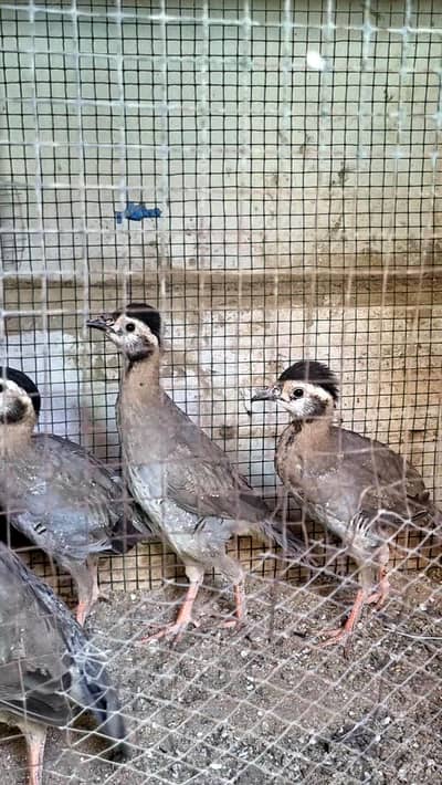 Pure Maskati chicks
