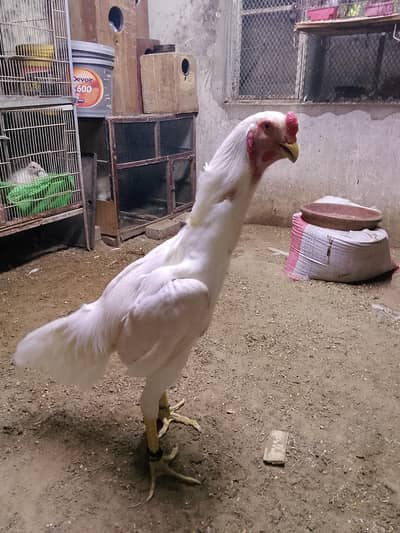 peiper wait co shampoo chick for sail good hailt breed