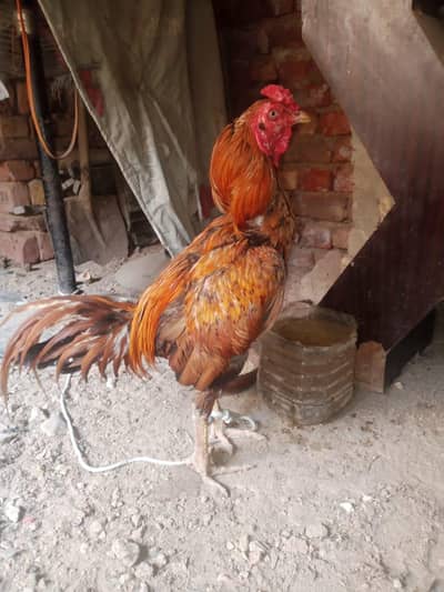 aseel khomby pair for sell