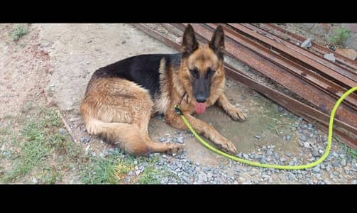 German Shepherd for sale