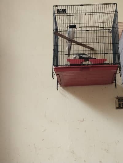 for sale