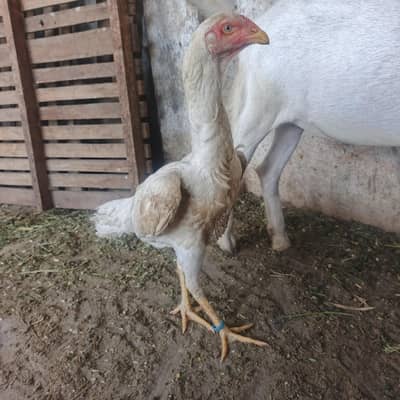 King Size Shamoo Female 03242000702