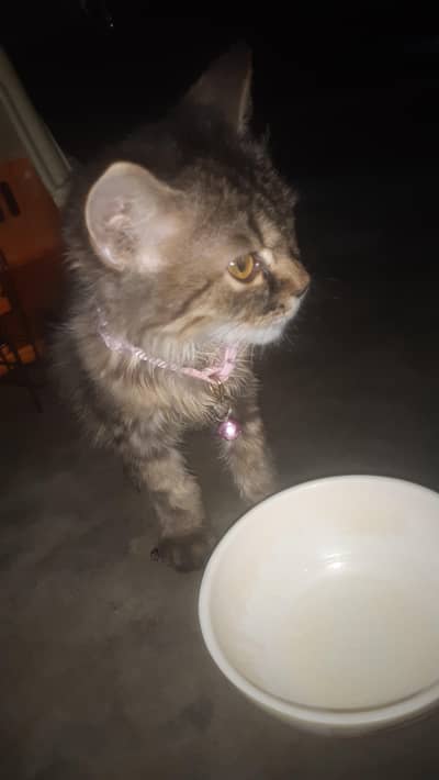 cat for sell