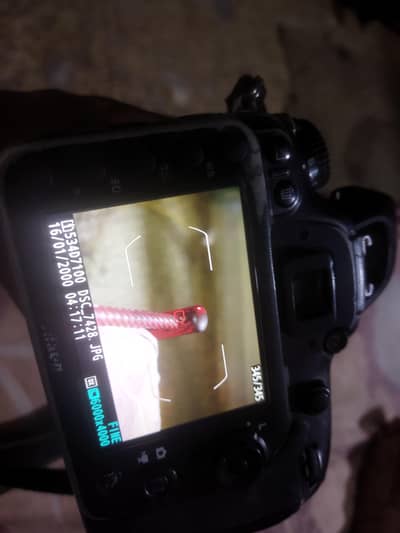 nikon d7100 with