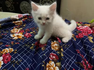 Adorable male and female kitten available and fully vaccinated