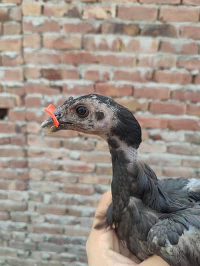 Black Dragon aseel chicks