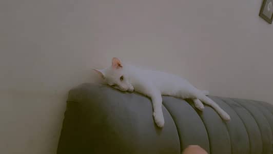 mylo is our cat it's male