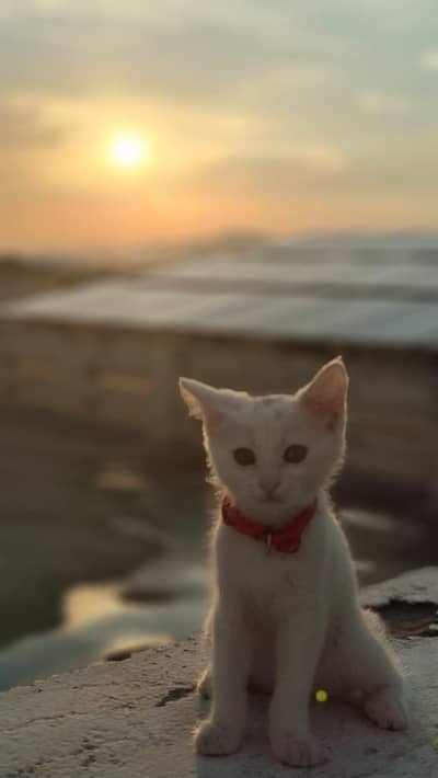 persian short hair