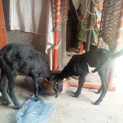 goat baby male and female