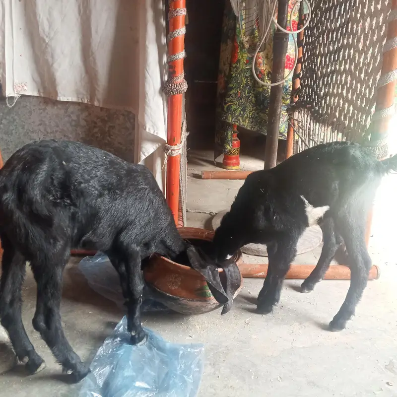 goat baby male and female — photo 2