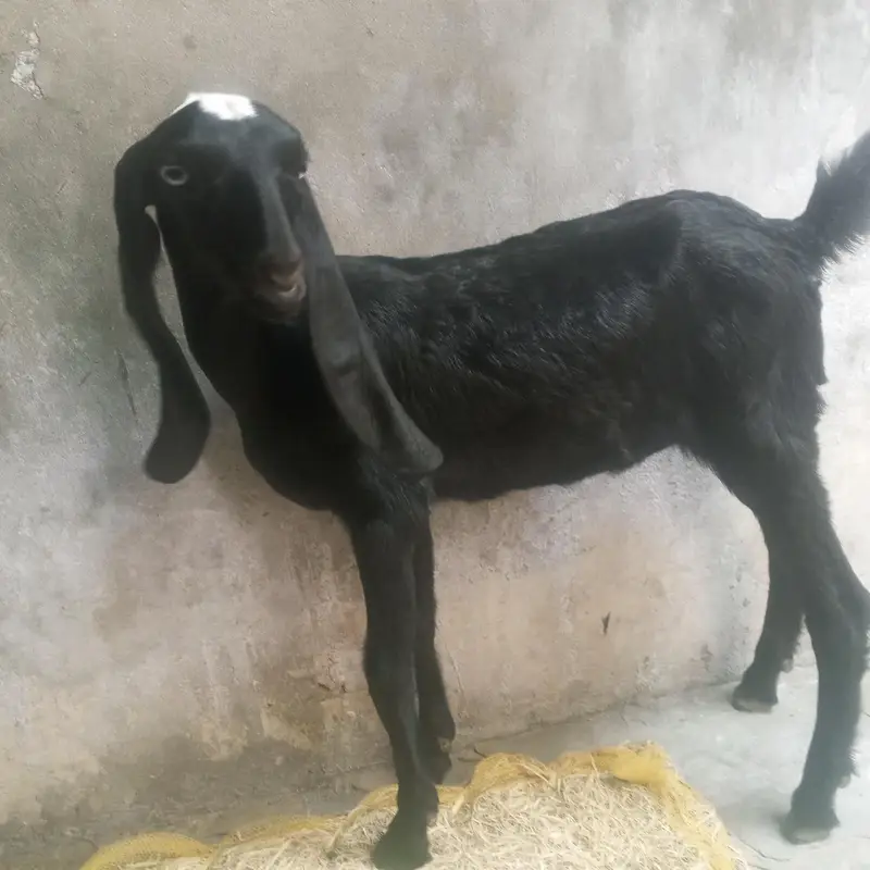 goat baby male and female — photo 3