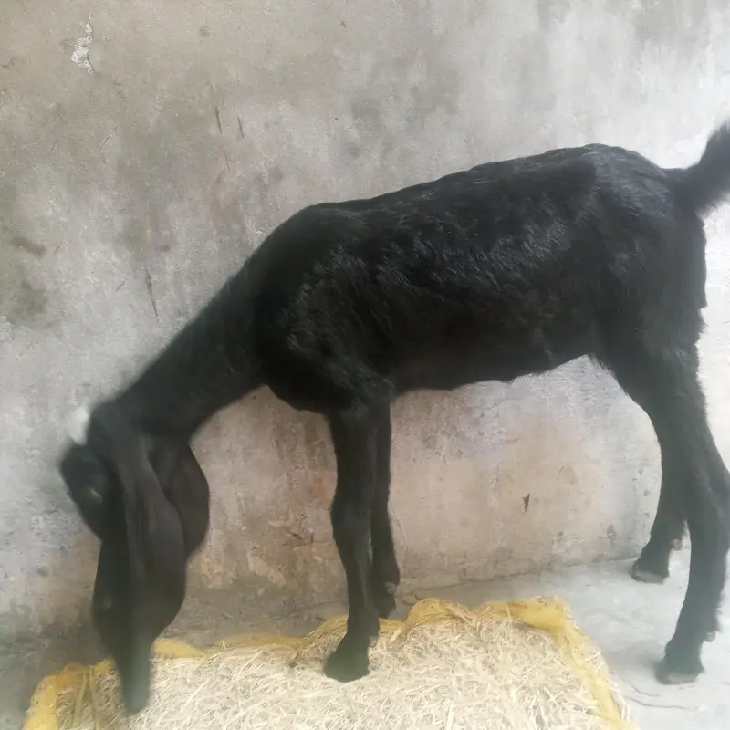 goat baby male and female — photo 4