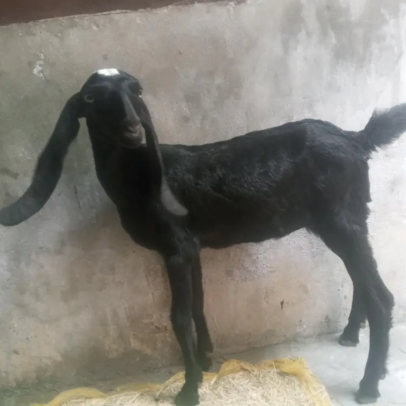 goat baby male and female — photo 5