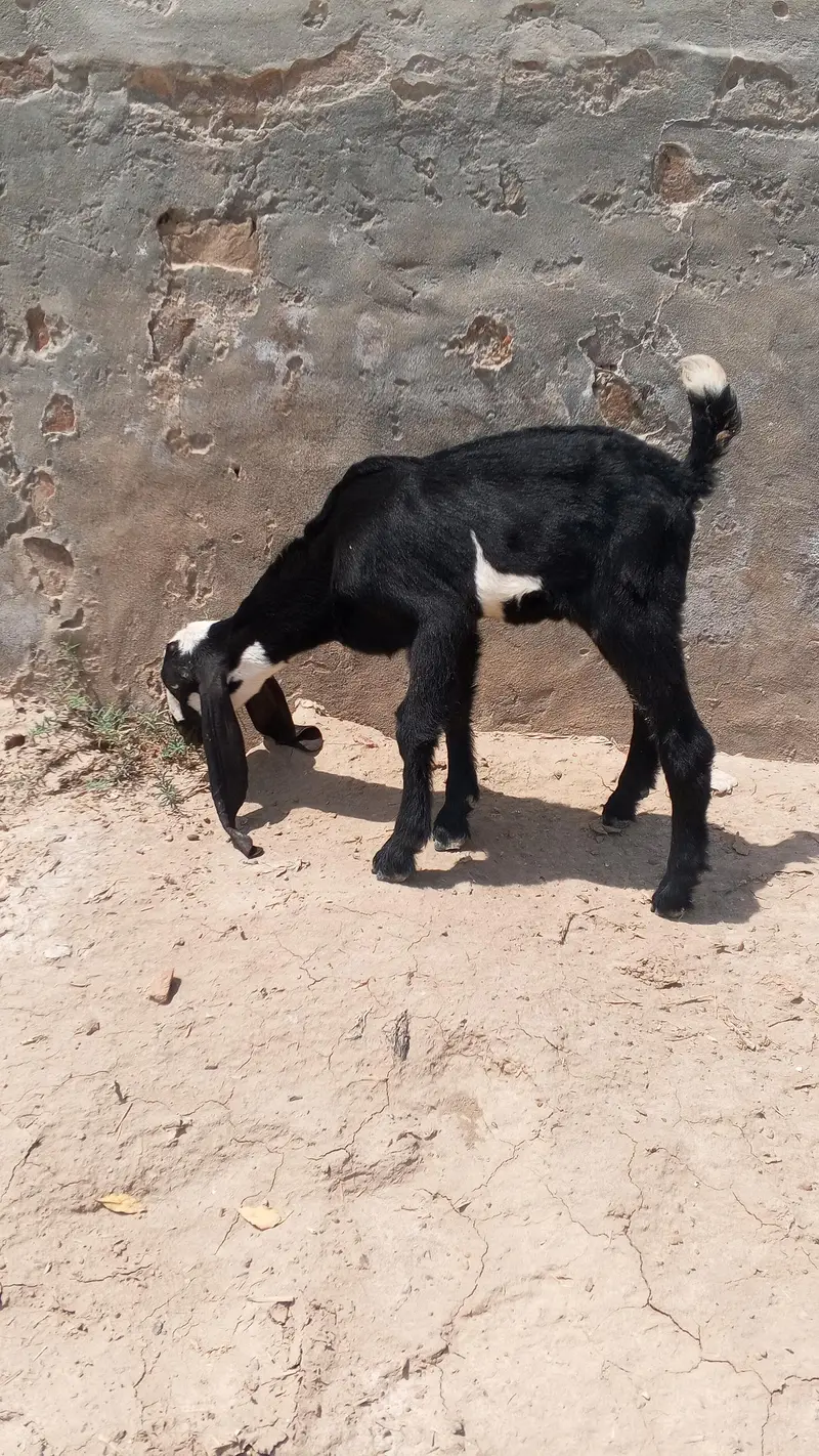 goat baby male and female — photo 10