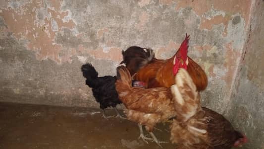 Ghar ka Pala huwa janwar hai Whatsapp 03302277218
