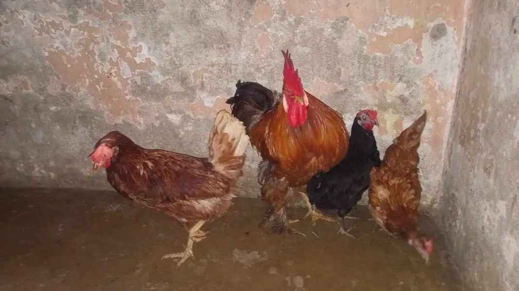 Ghar ka Pala huwa janwar hai Whatsapp 03302277218 — photo 2