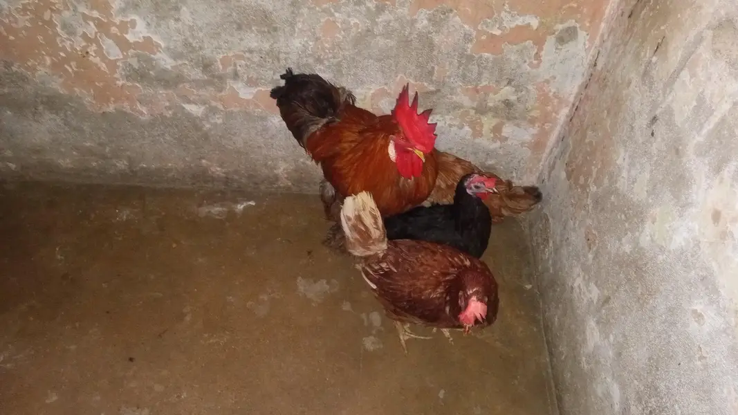 Ghar ka Pala huwa janwar hai Whatsapp 03302277218 — photo 3