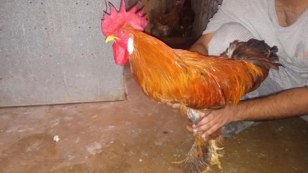 Ghar ka Pala huwa janwar hai Whatsapp 03302277218 — photo 5