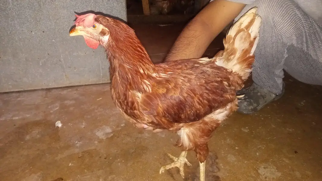 Ghar ka Pala huwa janwar hai Whatsapp 03302277218 — photo 7
