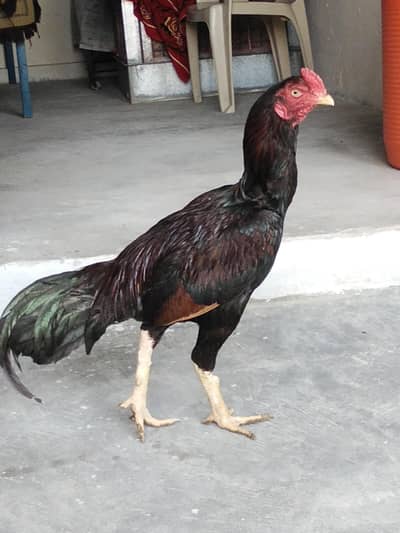 pure aseel Sindhi murgha or murghi