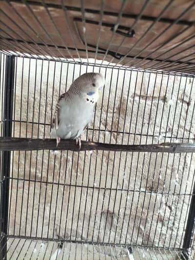 Budgies Exi Male