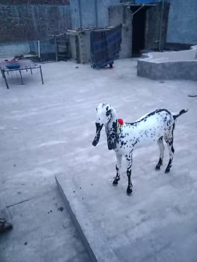 Desi goat