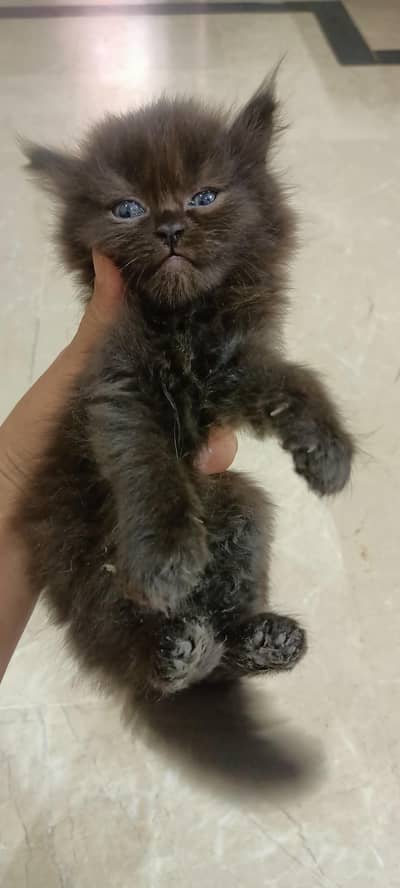 Grey Persian male kitten triple coated punch face