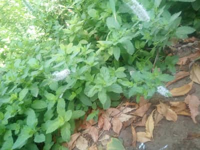 mint leaves/ dry mint leaves