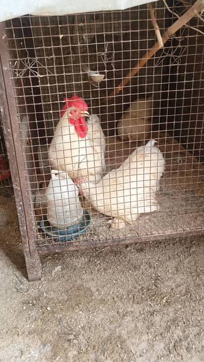 bantam 2 female 1 male chicks also avlible