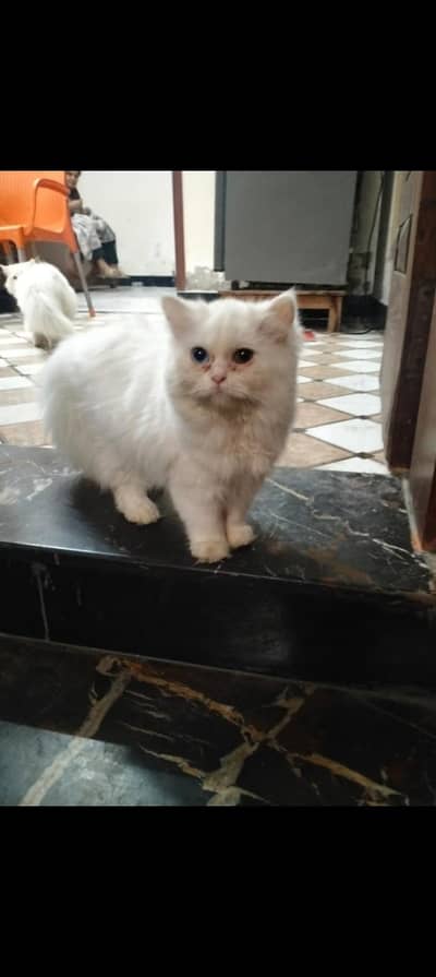 cute baby cat odd eyes