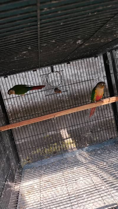 Breeder pair with history yellow sided red factor kenor