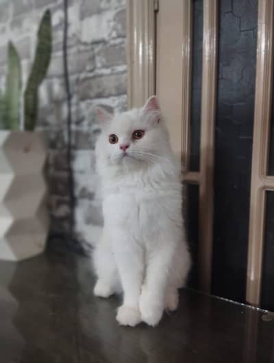Coco, a persian white punch face 4yrs female for sale, Dera ghazi khan