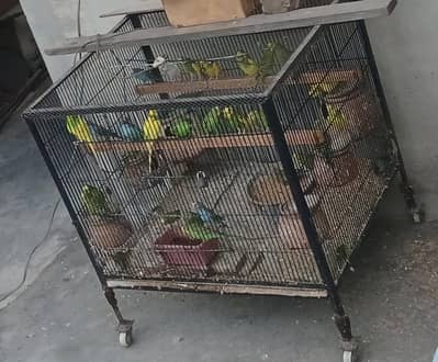 Australian Parrots