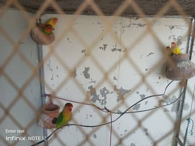 Whole cage for sale