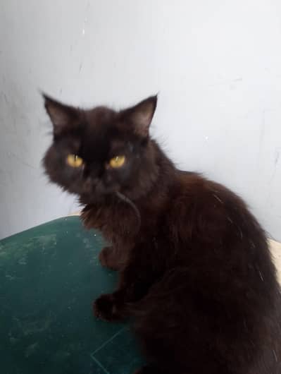 black cat female persion