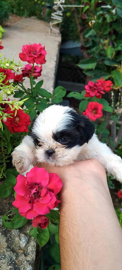 Shihtzu puppies