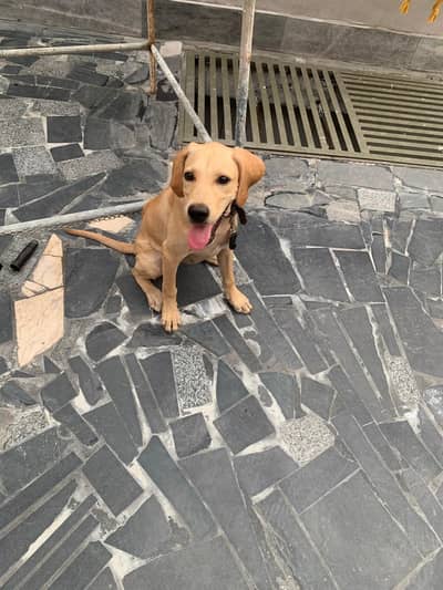 Dog Labra