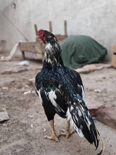 Lassani male