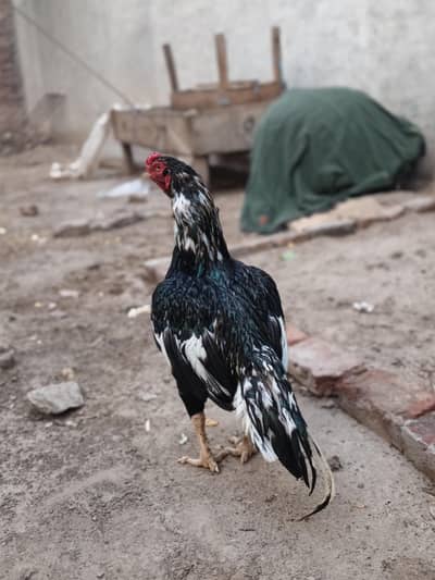 Lassani male