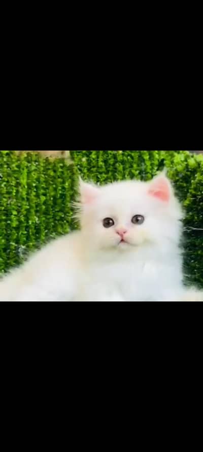 Percian cat for sale . . . urgent sale .