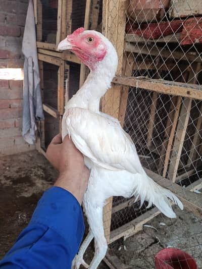 Aseel heera