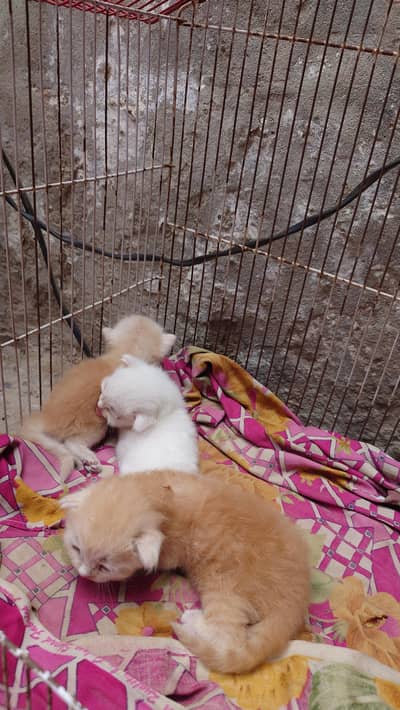 Persian cat