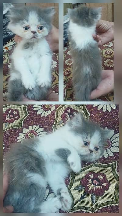 Persian Punch Face Male Cat